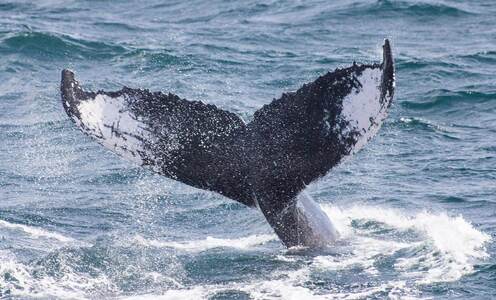 whale watching tour photo 1