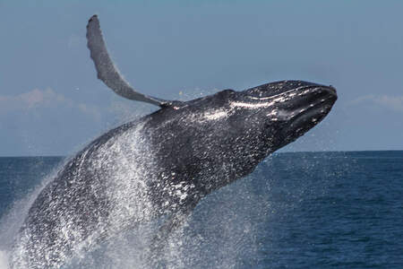 whale watching tour photo 5
